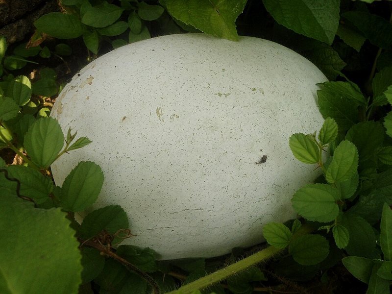 Ash Gourd