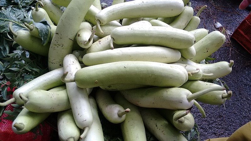 Bottle Gourd
