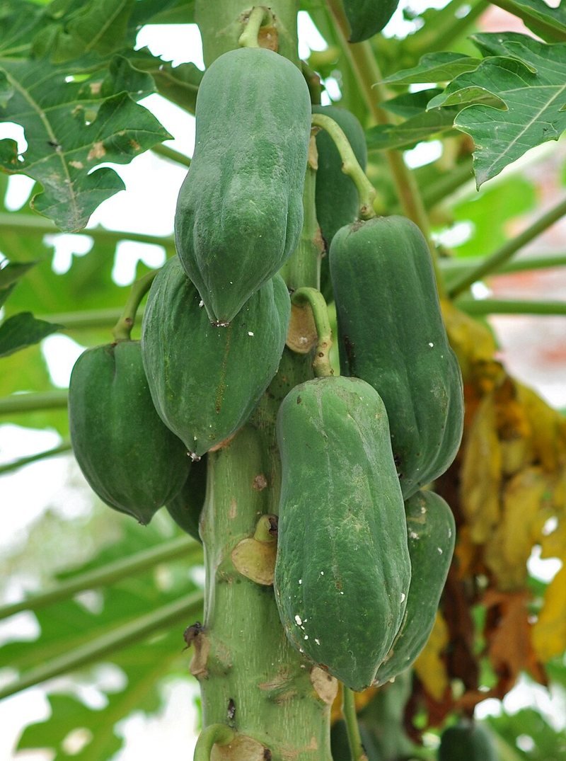 Raw Papaya